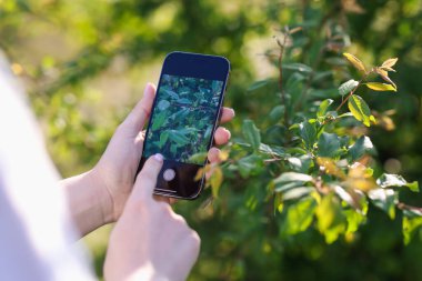 Açık havada akıllı telefondan bitki tanıma uygulaması kullanan bir kadın.