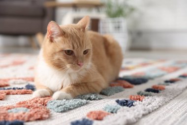 Evdeki yumuşak halıda sevimli kızıl kedi, yakın plan.