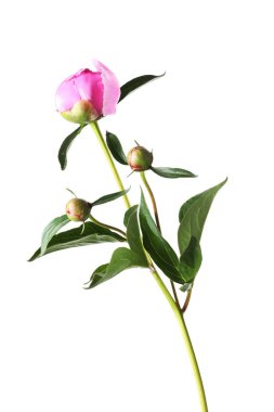 Tomurcukları ve yaprakları beyaza ayrılmış şakayık bitkisi.