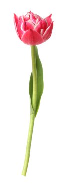 beyaz izole bir güzel Pembe Lale