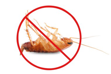 Haşere kontrolü. Beyaz arka planda kırmızı yasak işareti olan ölü hamamböceği.