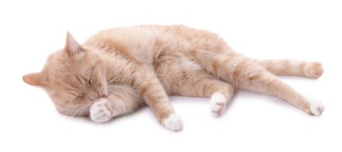 Beyaz arka planda dinlenen sevimli kızıl kedi.