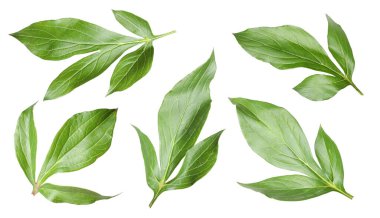 Yeşil şakayık yaprakları beyaz üzerine izole, set