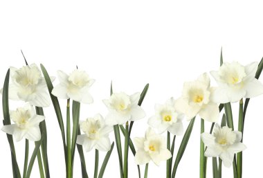 Beyaz arka planda güzel taze nergis çiçekleri