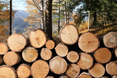 Dağ ormanlarındaki ağaçların yanında odun kes.