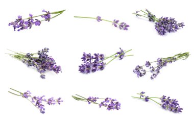 Beyaz arka planda güzel lavanta çiçekleri, kolaj