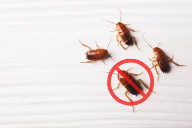 Haşere kontrolü. Beyaz tahta yüzeyde hamamböcekleri ve kırmızı yasak işareti, üst manzara. Metin için boşluk