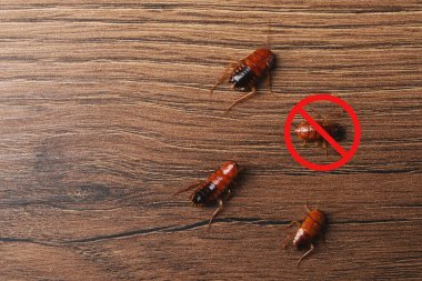 Haşere kontrolü. Tahta yüzeyde hamamböcekleri ve kırmızı yasak işareti, üst manzara. Metin için boşluk