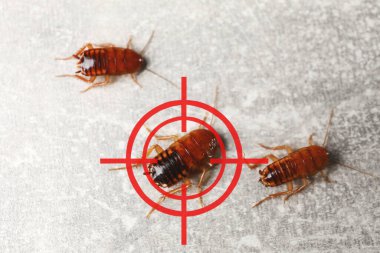 Gri yüzeyde hamamböcekleri ve kırmızı hedef sembolü. Haşere kontrolü