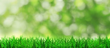 Güneşli bir günde, açık havada yemyeşil çimenler büyür. Bokeh etkisi. Pankart tasarımı