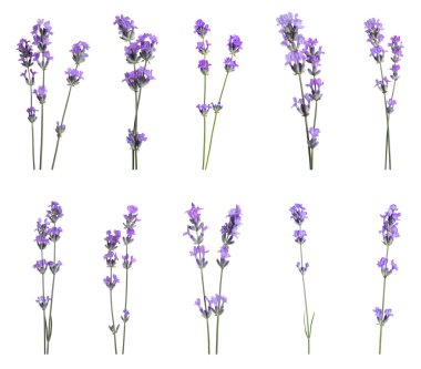 Beyaz arka planda güzel lavanta çiçekleri, kolaj