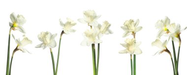 Beyaz arkaplanda Aromatik nergis çiçekleri, set