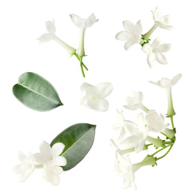 Güzel küçük yasemin çiçekleri ve yeşil yapraklar beyaz üzerine izole edilmiş.