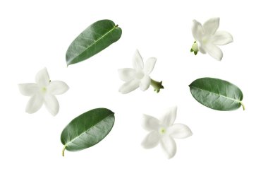 Güzel küçük yasemin çiçekleri ve yeşil yapraklar beyaz üzerine izole edilmiş.