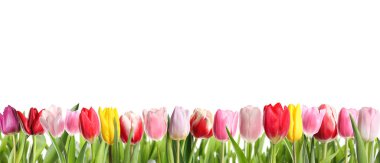 Beyaz arka planda güzel, parlak lale çiçekleri