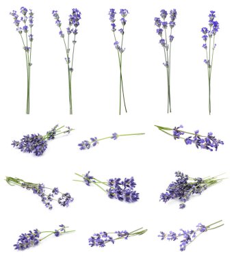 Beyaz arka planda güzel lavanta çiçekleri, kolaj