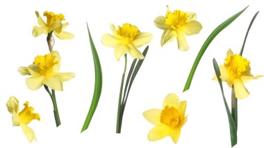 Aromatik sarı nergis ve yapraklar beyaz arka planda, set