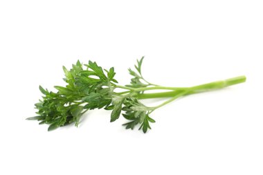 Beyaz maydanozlu taze maydanoz.