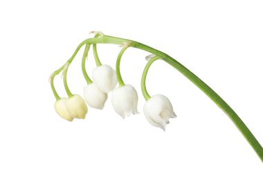 Vadinin güzel kokulu çiçekleri beyazlar üzerinde izole edilmiş.