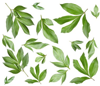 Yeşil şakayık yaprakları beyaz üzerine izole, set