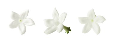 Güzel, küçük yasemin çiçekleri beyazlar üzerinde izole edilmiş.