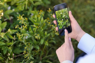 Açık havada akıllı telefondan bitki tanıma uygulaması kullanan bir kadın.
