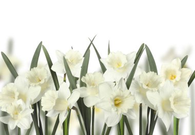 Beyaz arka planda güzel taze nergis çiçekleri