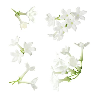 Güzel, küçük yasemin çiçekleri beyazlar üzerinde izole edilmiş.