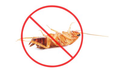 Haşere kontrolü. Beyaz arka planda kırmızı yasak işareti olan ölü hamamböceği.