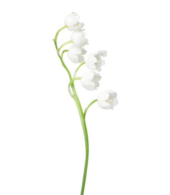 Vadinin güzel kokulu çiçekleri beyazlar üzerinde izole edilmiş.