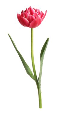 beyaz izole bir güzel Pembe Lale