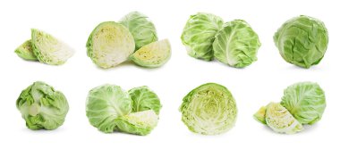 Beyaz arka planda taze lahana, kolaj