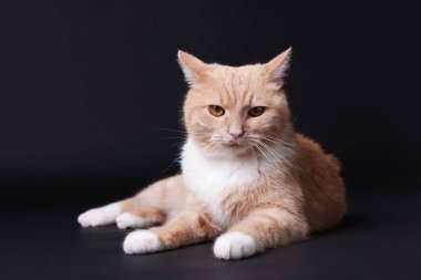 Siyah arka planda sevimli kızıl kedi. Sevimli hayvan.