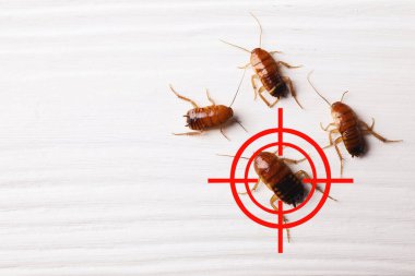 Haşere kontrolü. Beyaz tahta yüzeyde hamamböcekleri ve kırmızı hedef sembolü, üst manzara. Metin için boşluk