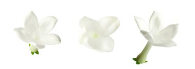 Güzel, küçük yasemin çiçekleri beyazlar üzerinde izole edilmiş.