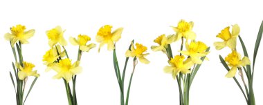 Aromatik sarı nergis çiçekleri beyaz arka planda, set