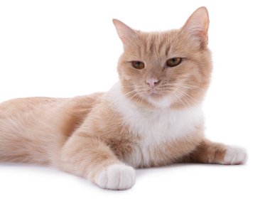 Beyaz arka planda sevimli kızıl kedi. Sevimli hayvan.