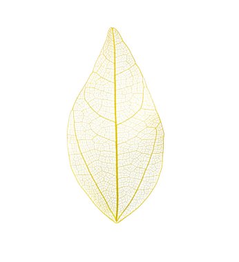 Güzel iskeletleşmiş yaprak beyaza izole edilmiş, üst manzara