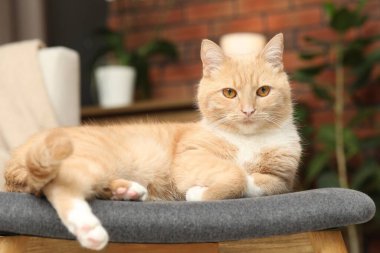 Evdeki sandalyeye uzanmış sevimli kızıl kedi.