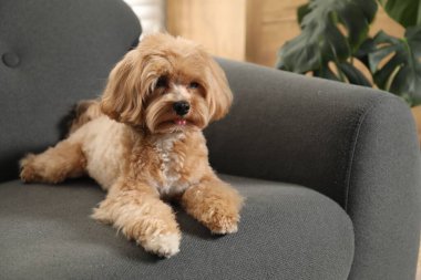 Evdeki kanepede oturan sevimli Maltipoo köpeği.