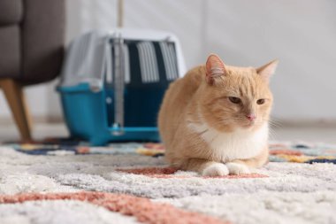 Şirin kedi ve hayvan taşıyıcısı evde, seçici bir odak noktası.