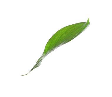 One fresh green Ruscus leaf isolated on white