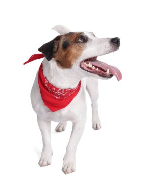 Beyaz arka planda duran kırmızı bandanalı şirin Jack Russell Terrier köpeği
