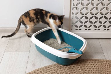 Şirin kedi, çöp kutusu ve yerde kepçe.