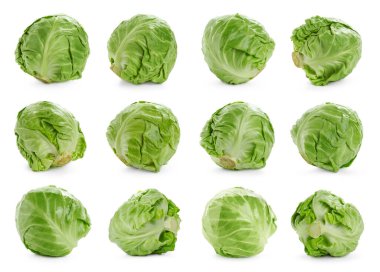 Beyaz arka planda taze lahana, kolaj