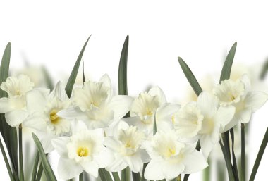 Beyaz arka planda güzel taze nergis çiçekleri