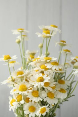 Bulanık arkaplanda taze papatya çiçekleri, yakın plan.