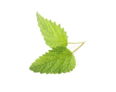 Taze yeşil limon merhemi yaprakları beyazda izole edilmiş.