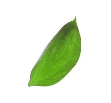 One fresh green Ruscus leaf isolated on white
