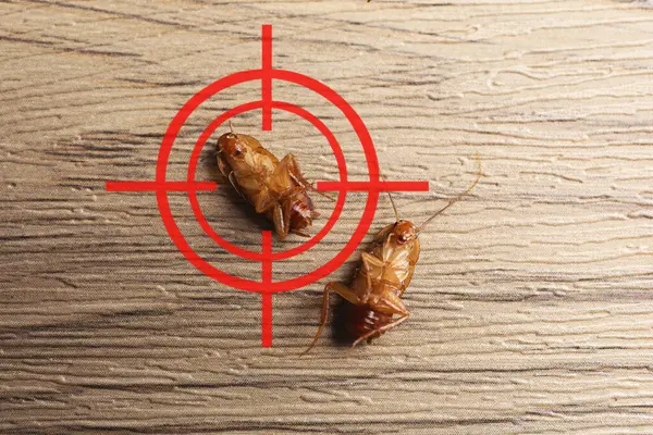 Ölü hamamböcekleri ve tahta yüzeyde kırmızı hedef sembolü, üst manzara. Haşere kontrolü